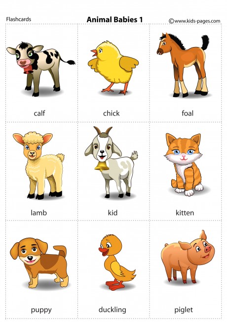 Animal Babies 1 flashcard